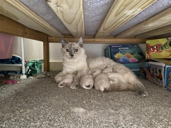 Image 1 of Blue Ragdoll litter BOYS AND GIRLS