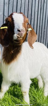 Image 1 of 2 Nanny Boer Goats For Sale