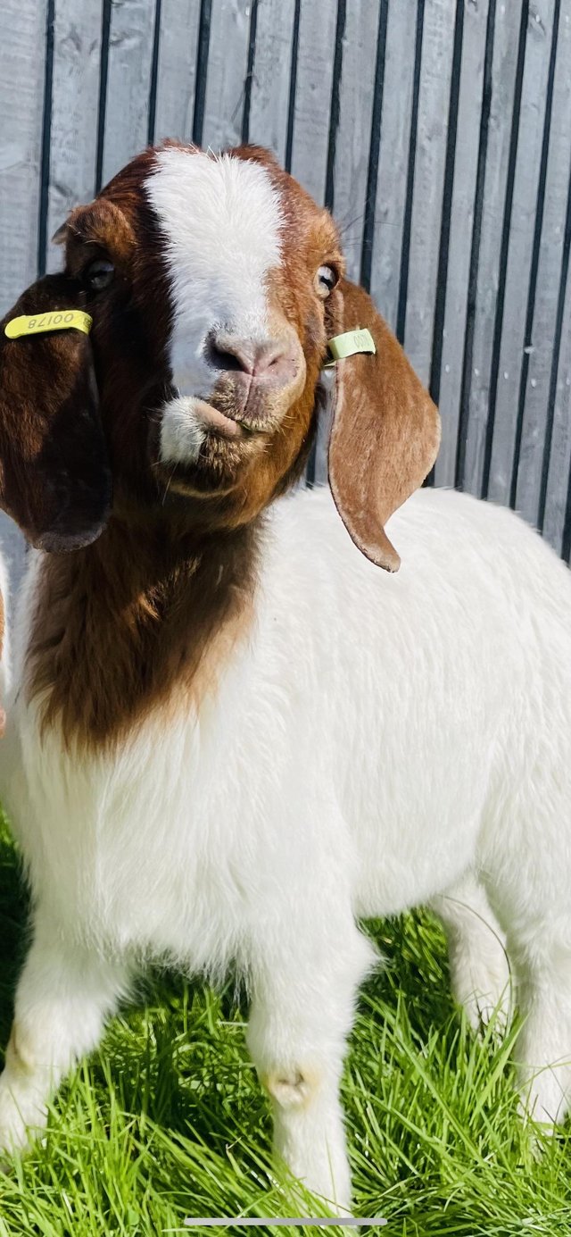 Preview of the first image of 2 Nanny Boer Goats For Sale.