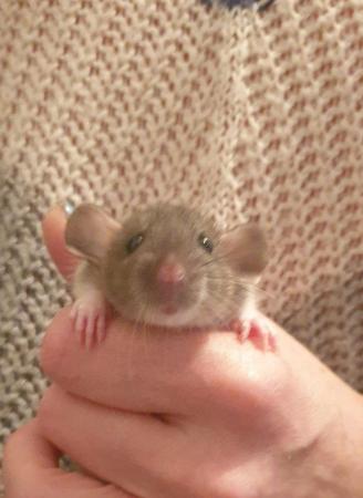 Image 3 of Beautiful baby dumbo rats available