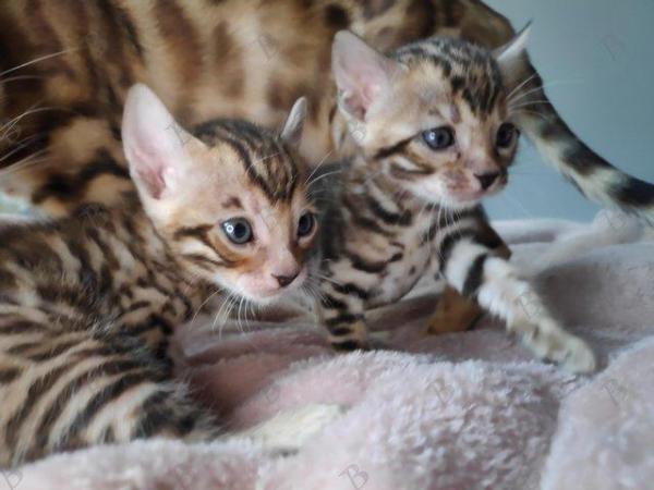 Image 6 of Pedigree Bengals Kittens from TICA reg Lil Bengals Durham