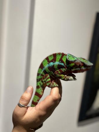 Image 2 of Male panther chameleon and setup