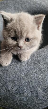 Image 17 of Gccf registered lilac British Shorthair kittens