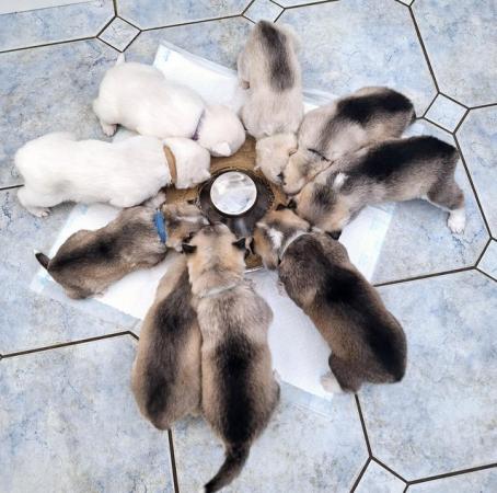 Image 9 of Siberian Husky Puppies - ONLY 1 GIRL & 1 BOY LEFT