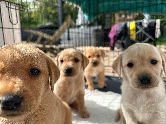 Preview of the first image of 14 weekold Labrador puppies for sale!!.