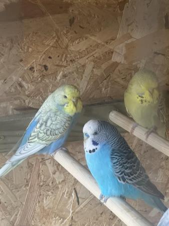 Image 1 of Young Budgies for sale Redditch