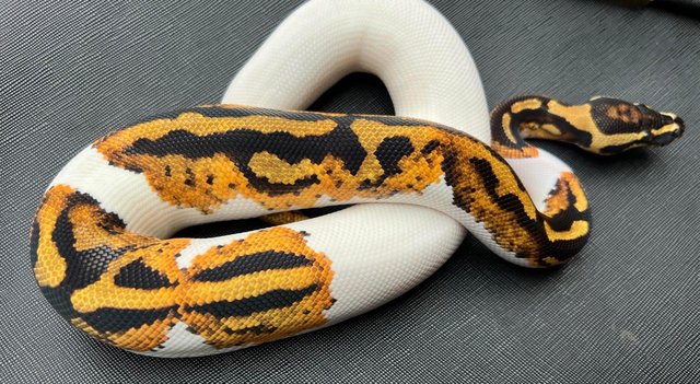 Image 6 of Pied yellow belly ball python male pumpkin pied royal
