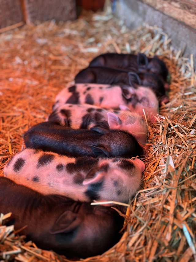 Preview of the first image of Micro miniature pet piglets.