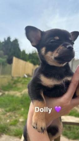 Image 5 of Chihuahua puppies for sale