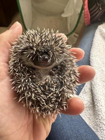 Image 3 of Male Pygmy hedgehogs for sale