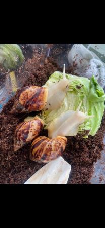 Image 5 of Albino African land snails