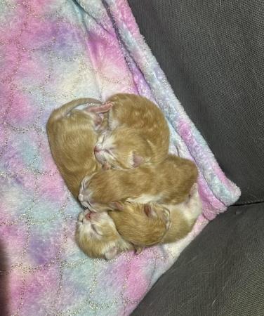 Image 7 of Ginger and white kittens