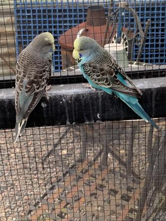Image 5 of Exhibition budgies for sale
