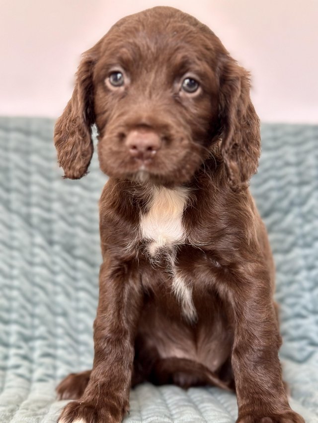 Preview of the first image of Sprocker spaniel puppies.