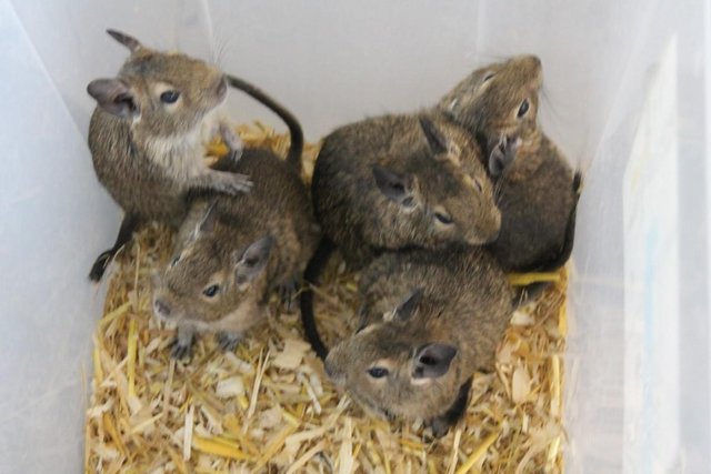 Image 3 of 6 young DEGUS. , born 20th Feb 2024, now only £15 each