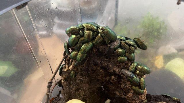 Image 2 of Emerald cockroaches P.magnifica for sale