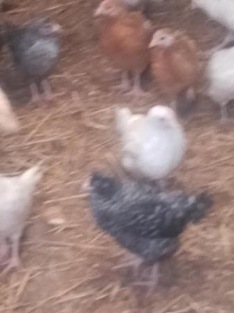 Image 2 of Pullets for sale various breeds