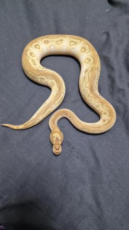 Image 2 of Royal Python Hatchlings CB23 for Sale