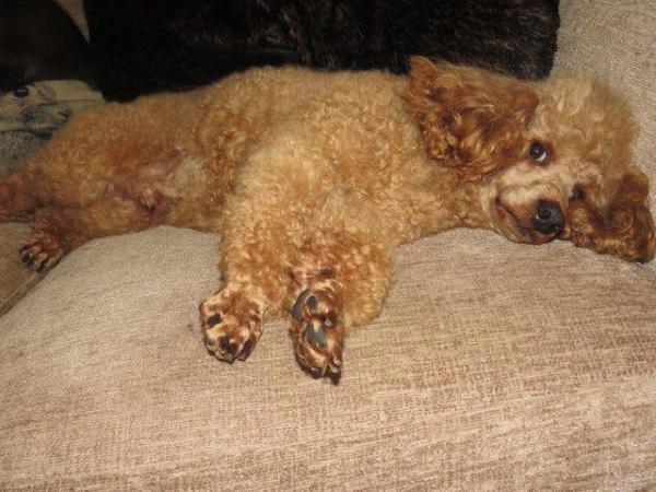 Image 46 of RED KC REG TOY POODLE FOR STUD ONLY! HEALTH TESTED