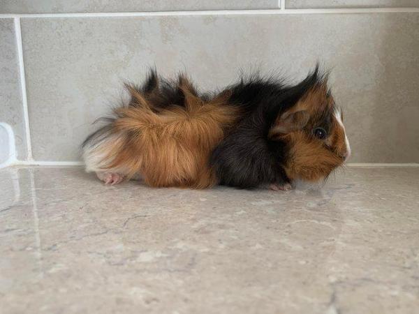 Image 4 of Baby Guinea pigs, short and long coated