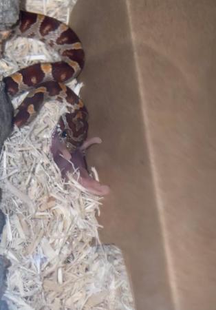 Image 5 of Cornsnake and Terrarium including everything seen in photos