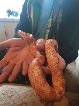 Image 1 of Red and white corn snake