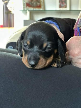 Image 9 of Smooth haired miniature dachshund litter of 5