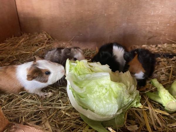 Image 4 of Baby Guinea pigs - males
