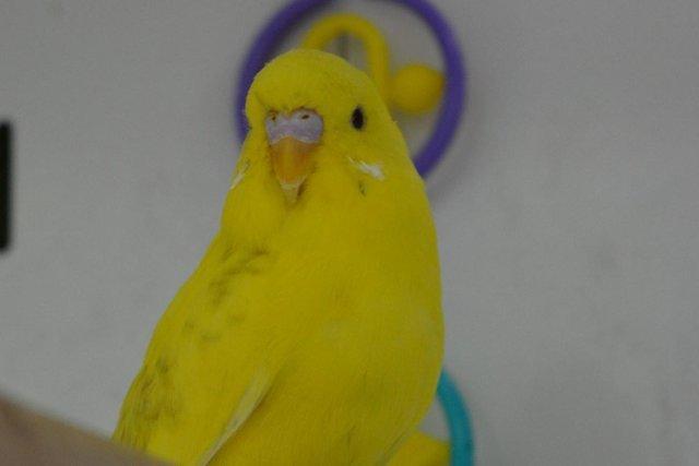 Image 2 of Baby Budgies for Sale at Animaltastic