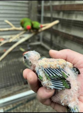 Image 5 of Bonded Breeding Pair of Scarlet Fronted (Wagler) Conures