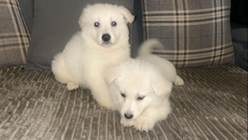 Image 7 of White Swiss shepherd puppies kc reg