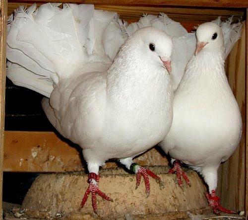 Image 4 of Beautiful Young White Fantail Doves