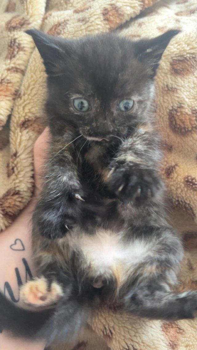 Preview of the first image of Female kitten ready to go to a loving home.