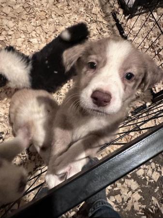 Image 1 of Gold and White Border Collie Puppies