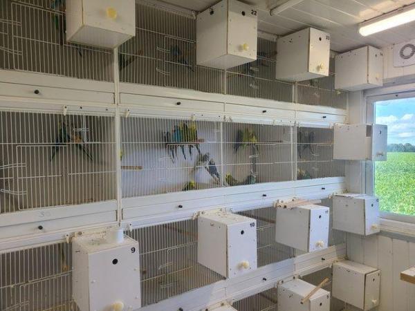 Image 7 of Exhibition budgerigars for sale