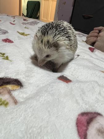 Image 2 of African Pygmy hedgehog with enclosure