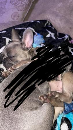 Image 8 of French bulldog puppies boy and girl