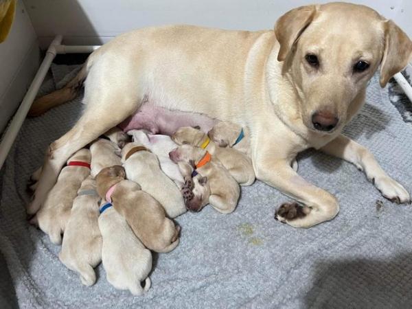 Image 12 of Gorgeous Chunky Labrador x Golden Retriever Puppies