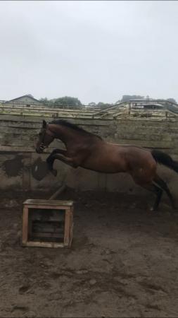 Image 1 of 5 yr old thoroughbred mare