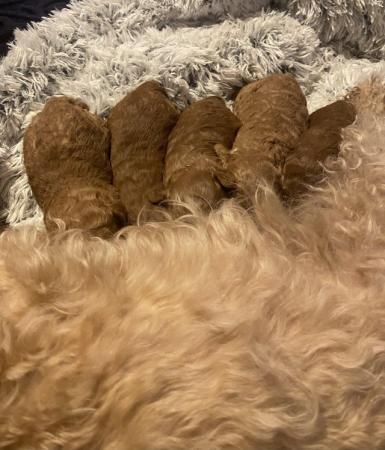 Image 9 of Gorgeous red/apricot cavapoo puppies VIEWING NOW!