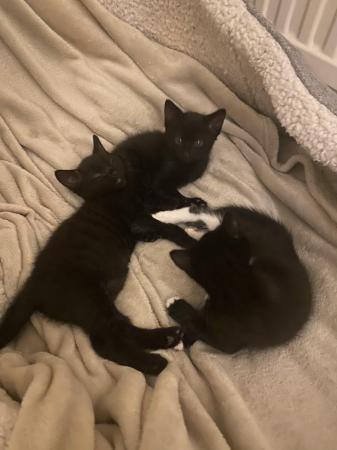 Image 2 of 9 weeks old kittens all black