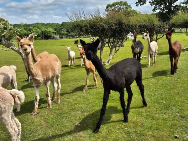 Image 3 of Female alpacas with cria at foot - ENQUIRIES NOW BEING TAKEN