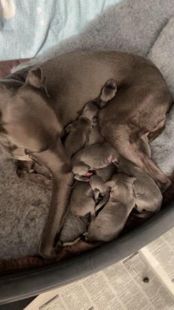 Image 2 of KC Registered blue whippet puppies