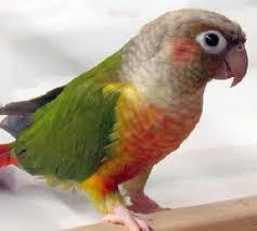 Image 13 of Stocked Bird List at Warrington Pets & Exotics