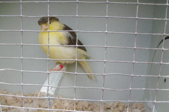 Image 3 of Singing canarys Few Left Males Only. 1 Fife All Yellow Male