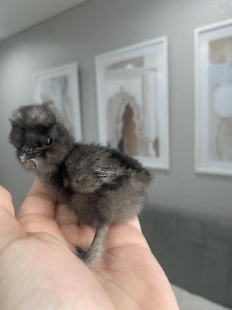 Image 2 of Pure breed Silkie chicks USA and miniature