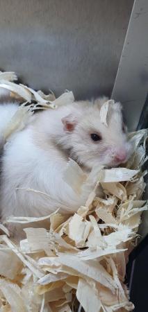 Image 11 of Baby Syrian Hamsters- Males & Females