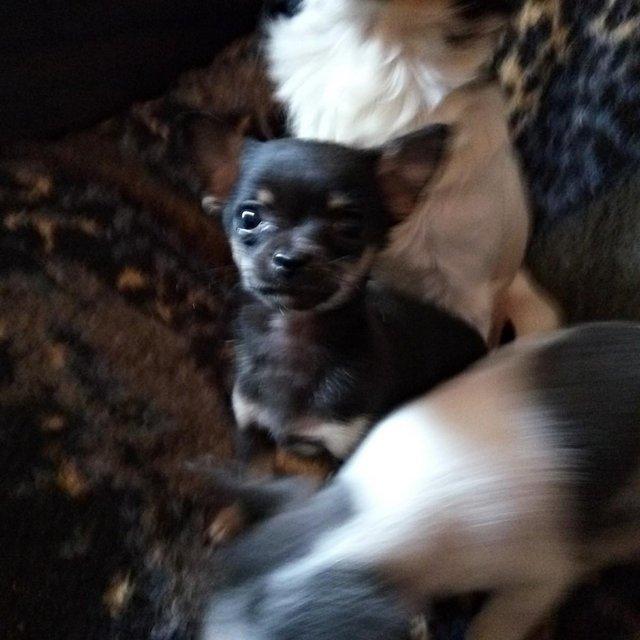 Teacup puppies best sale rescue near me