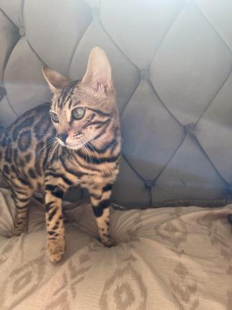 Image 6 of Young female Bengal Cat