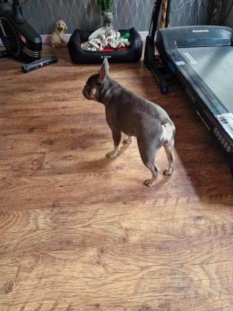 Image 2 of 14 month old Blue fawn Girl french bulldog